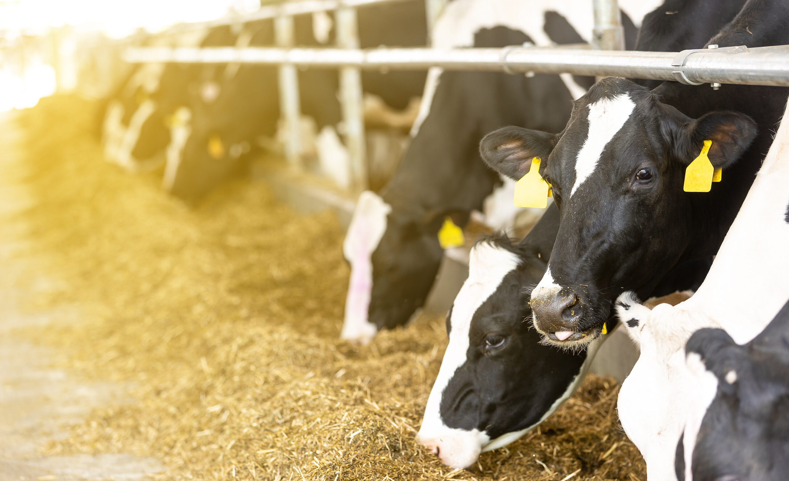 Animal Mortality Insurance: Protect Your Livestock Investment